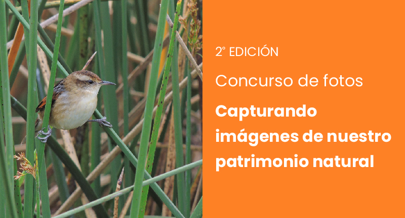 Texto descriptivo de la imagen