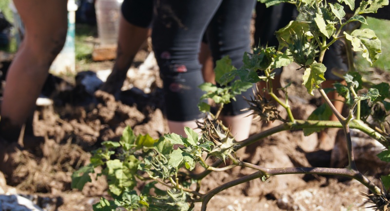 Texto descriptivo de la imagen