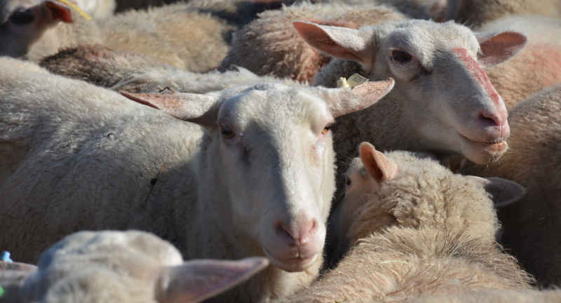 Texto descriptivo de la imagen