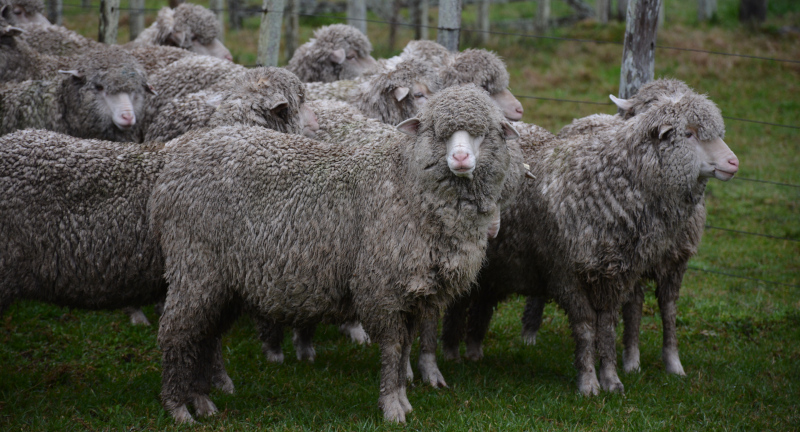 Texto descriptivo de la imagen