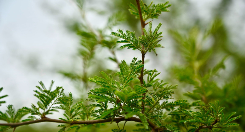 Texto descriptivo de la imagen