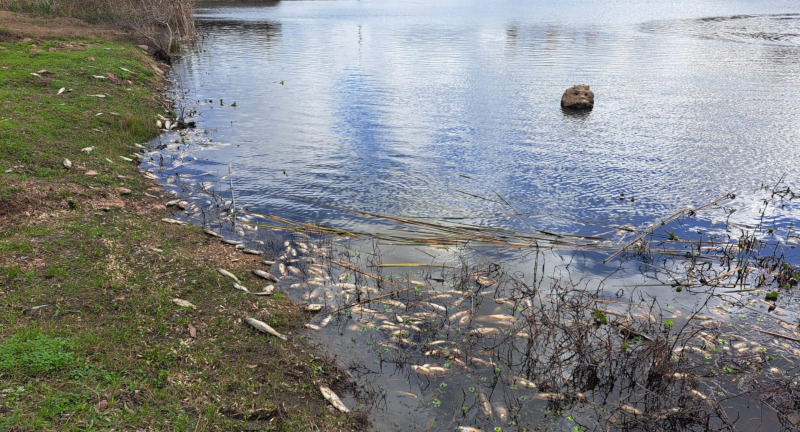 Texto descriptivo de la imagen