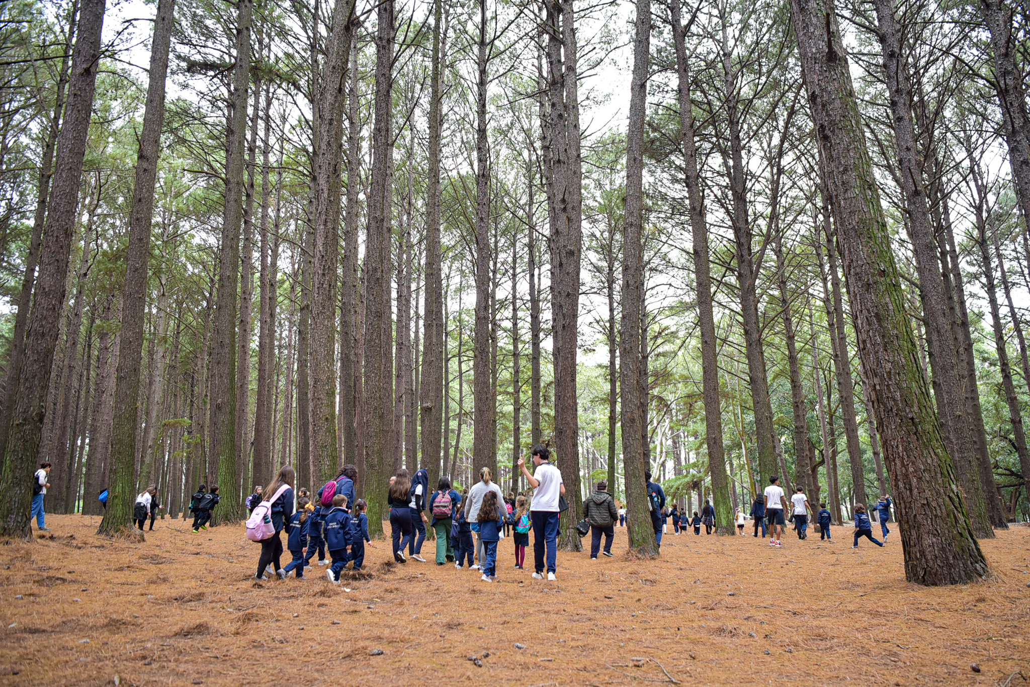 Texto descriptivo de la imagen