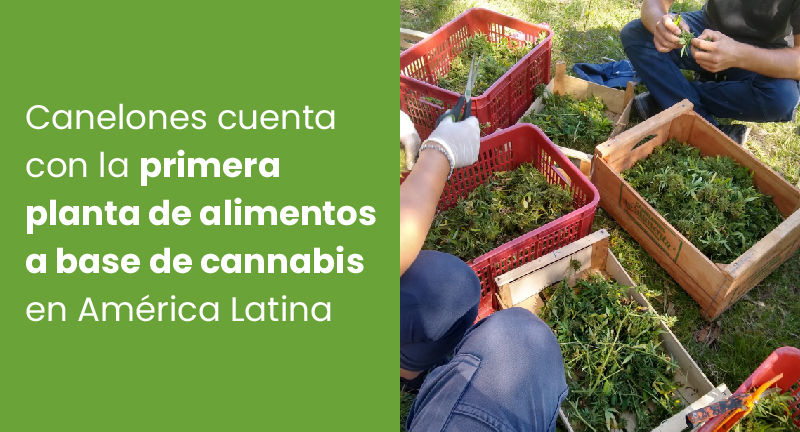 Texto descriptivo de la imagen