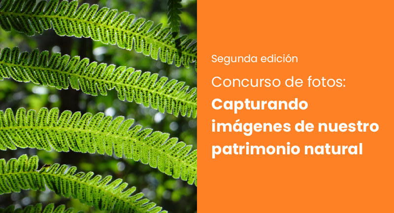 Texto descriptivo de la imagen