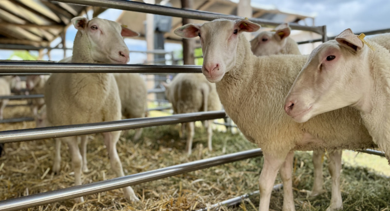 Texto descriptivo de la imagen