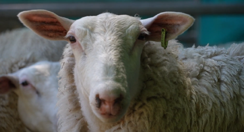 Texto descriptivo de la imagen