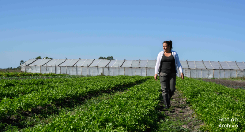 Texto descriptivo de la imagen