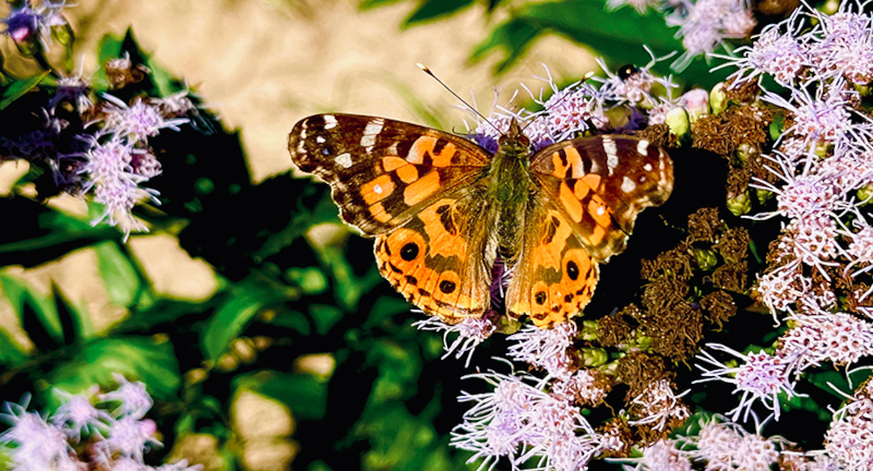 Texto descriptivo de la imagen