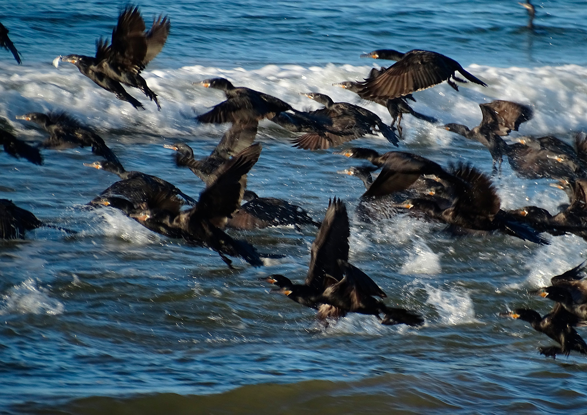 Segunda mención. Biguás pescando de María Luzardo Representa a cualquier zona de la costa. Es una imagen típica en épocas de mucha pesca en la zona entre el islote y la playa de Los Corralitos, un área que habitualmente se llena de aves y ocasionalmente mamífero marinos, que aprovechan la ocasión, según cuenta la autora. Estas aves suelen descansar y alimentarse en el islote, que forma parte de la zona costera marina del Área de Protección Ambiental de Laguna Blanca