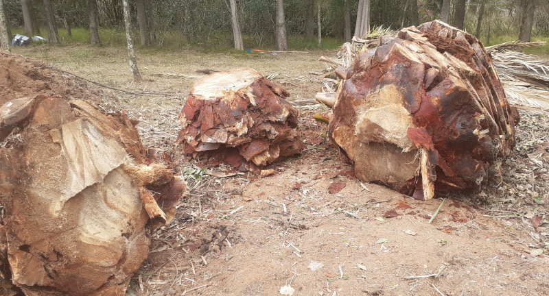 Corte, quemado y enterramiento de palmeras en ciudad de Canelones a causa de picudo rojo