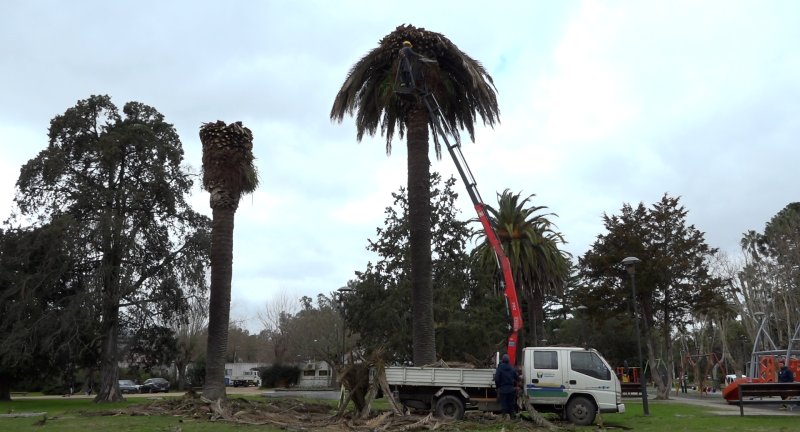 Enterramiento de palmeras en ciudad de Canelones a causa de picudo rojo