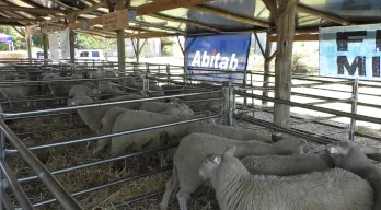 agregar descripción de la imagen