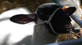 agregar descripción de la imagen