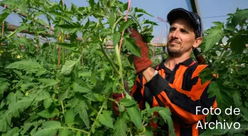 agregar descripción de la imagen